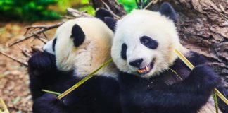 疫情下难采购新鲜竹子,加拿大:赶紧把熊猫接回中国吧!我们供不起了!